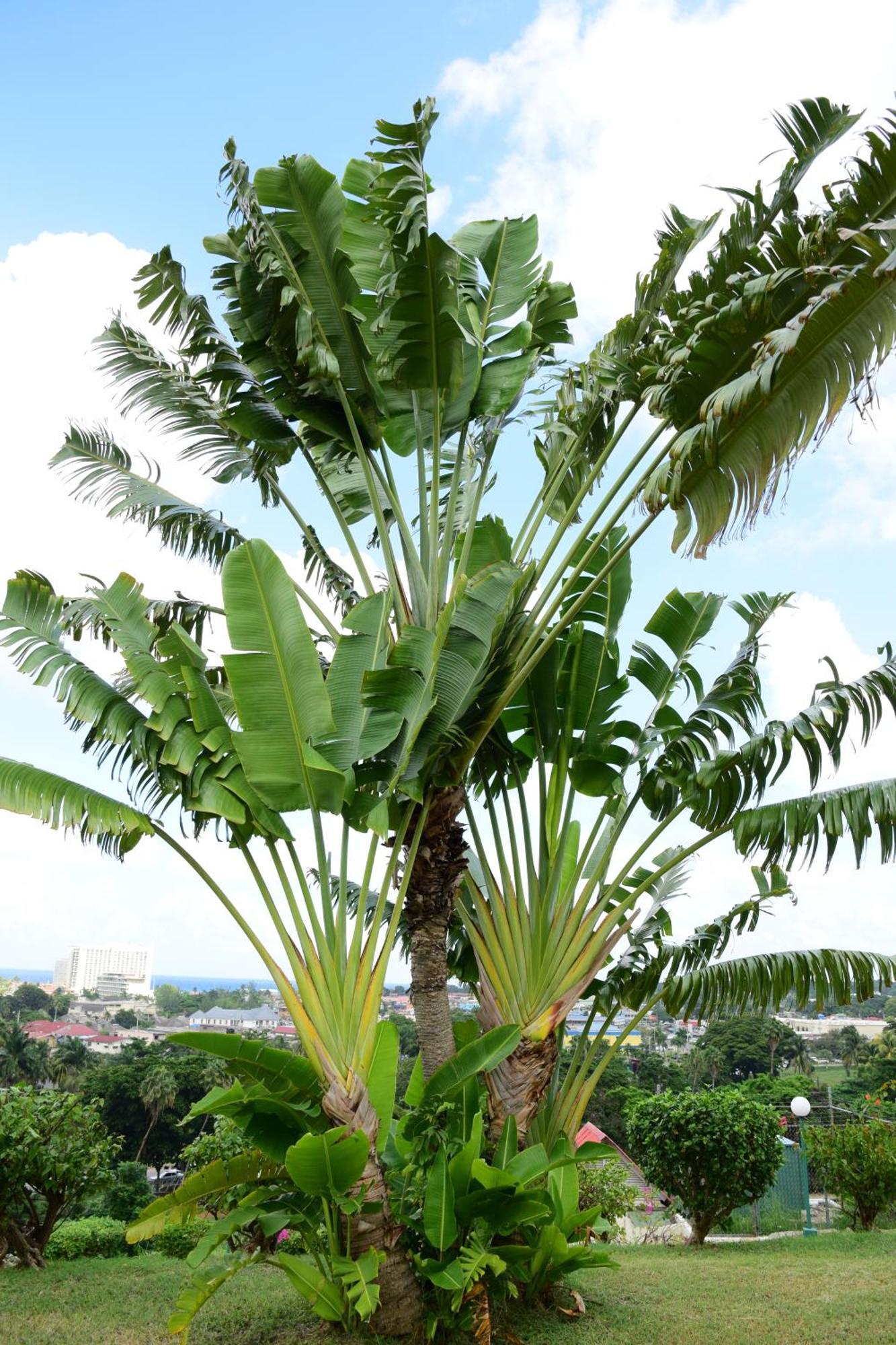 The View At Mystic Ridge Penthouse 78A Apartment Ocho Rios Exterior photo